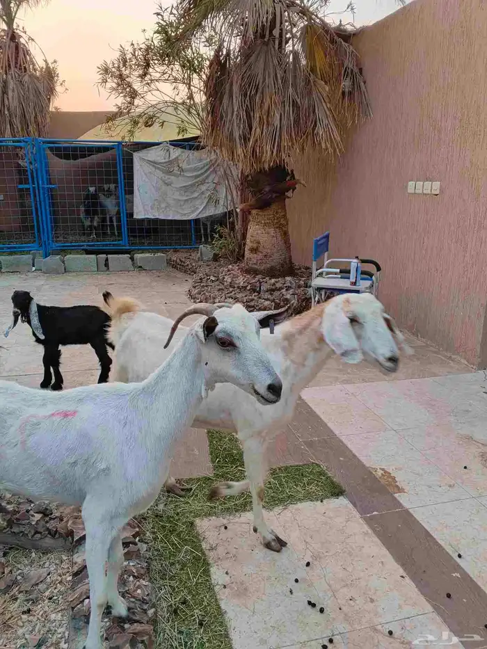 ماعز خلفات 12 معهم 17 3