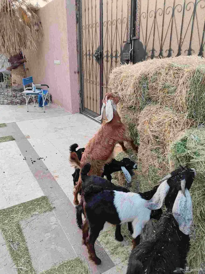 ماعز خلفات 12 معهم 17 7