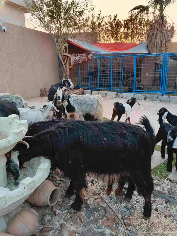 ماعز خلفات 12 معهم 17 1