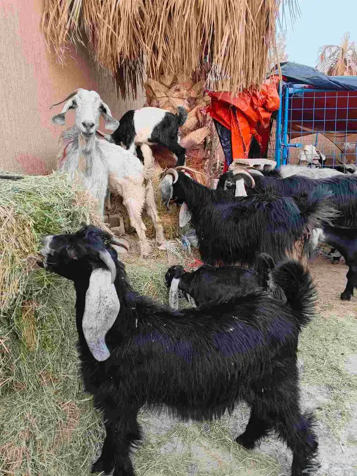 ماعز خلفات 12 معهم 17 0