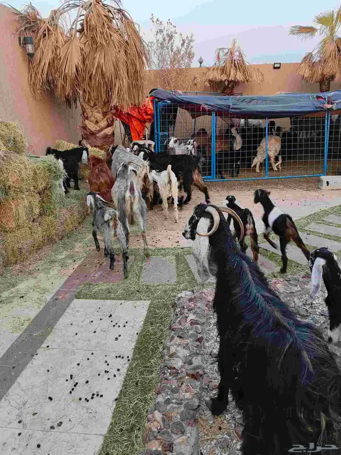 ماعز خلفات 12 معهم 17 2