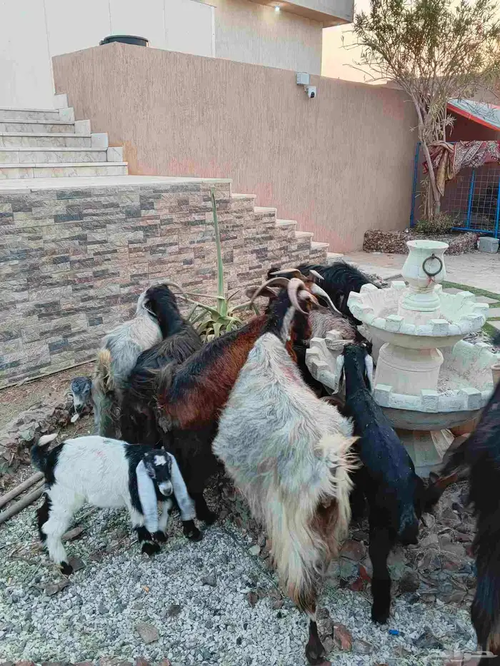 ماعز خلفات 12 معهم 17 5