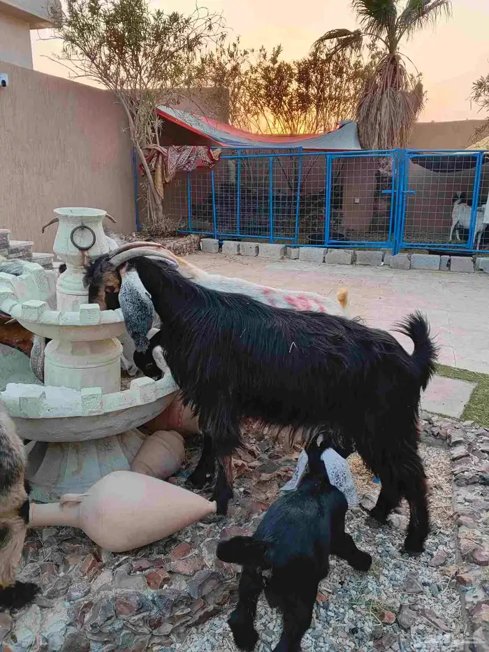 ماعز خلفات 12 معهم 17 9