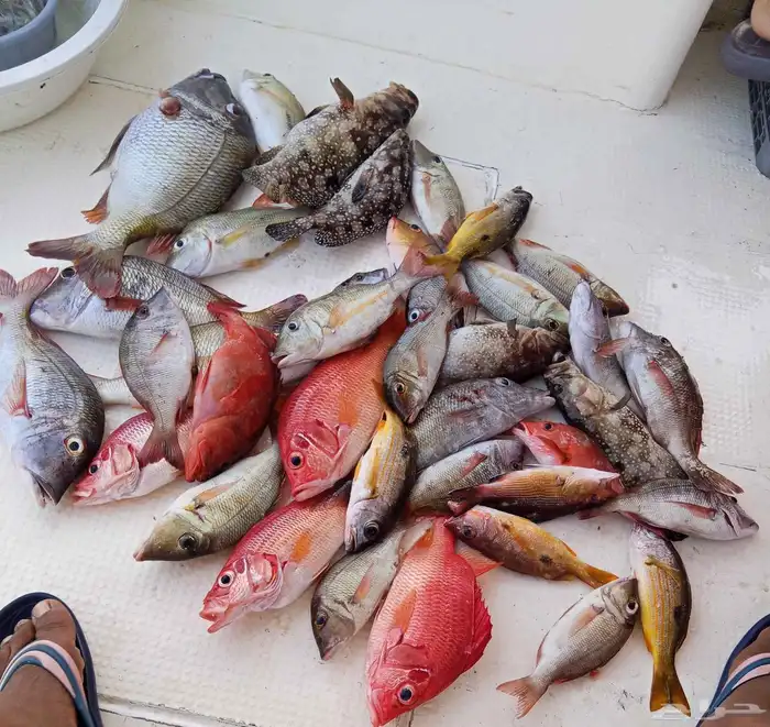 كابتن وليد للرحلات البحريه بثول 0