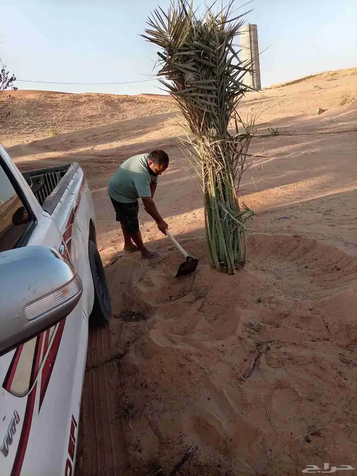 نخل للبيع بجميع أنواعها ومقاساته 4