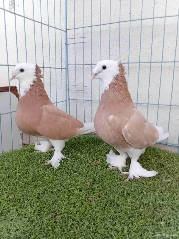 زوج تركي طواقي اصفر 5