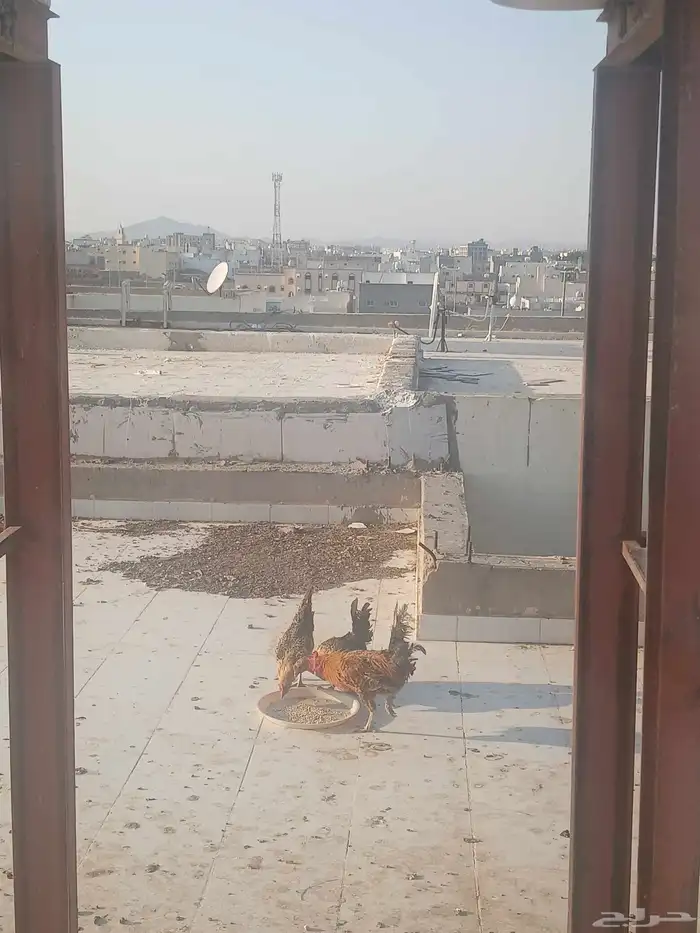 البيع جمله3 كامل عددها 3 ديك1 دجاجات 2فقط 3