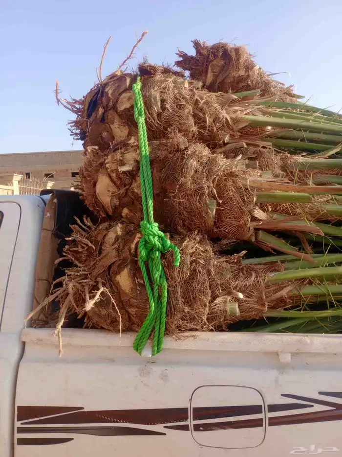 يوجد لدينا جميع انواع النخيل وجميع انواع المقاسات مختلفه 3