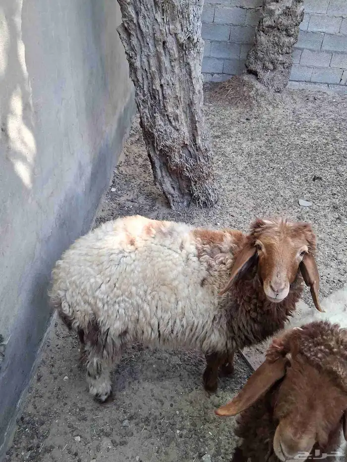 رخله 2 ثلاث شهور 4