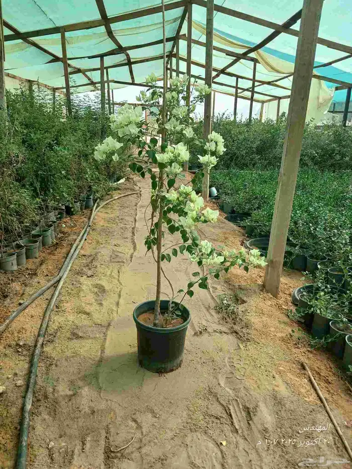 جهنميه ابيض (مشاتل نماء الخضراء بالرياض ) 0