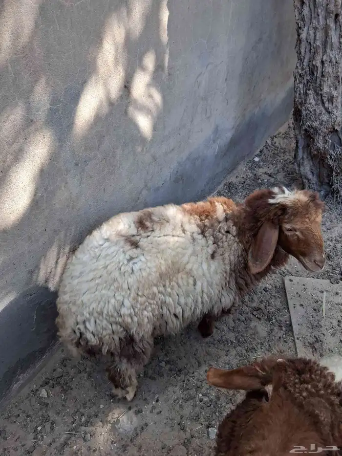 رخله 2 ثلاث شهور 3