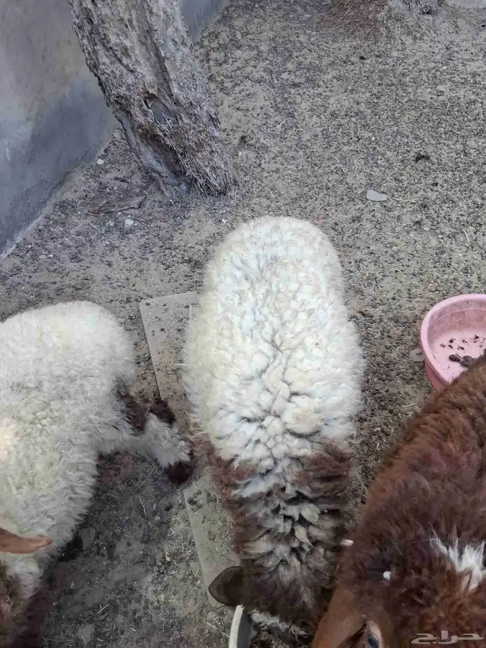 رخله 2 ثلاث شهور 1