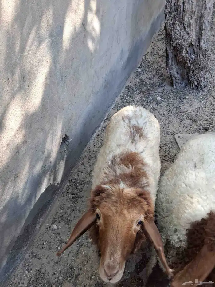 رخله 2 ثلاث شهور 0