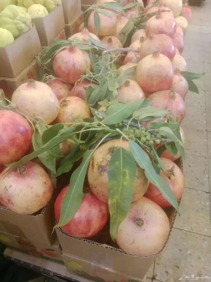 سياره مبرده توصيل فواكه الطائف جده مكه ارياض 1