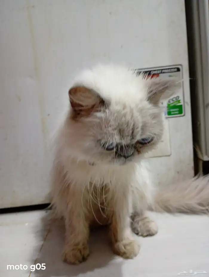 قط هملايا منتج انثى 2