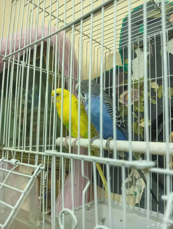 عصافير للبيع 0