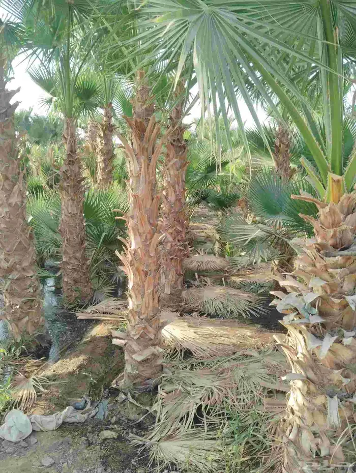 يوجد لدينا جميع انواع النخيل العربي 2