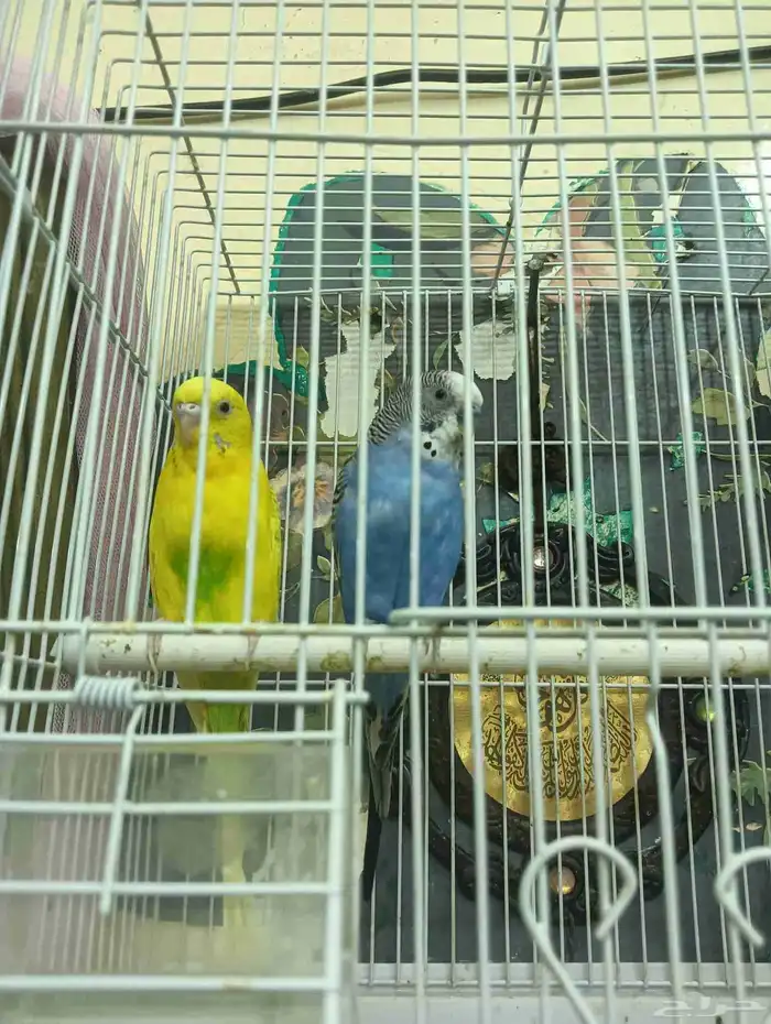 عصافير للبيع 1