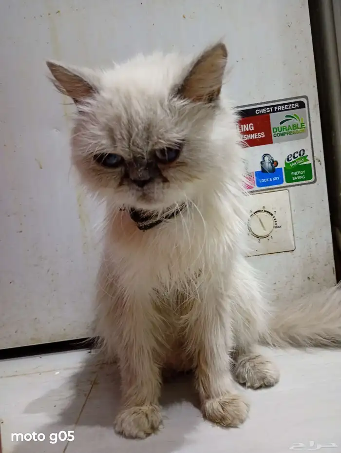 قط هملايا منتج انثى 0