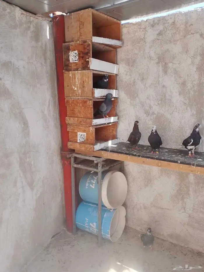 طبات قنادي للبيع 1