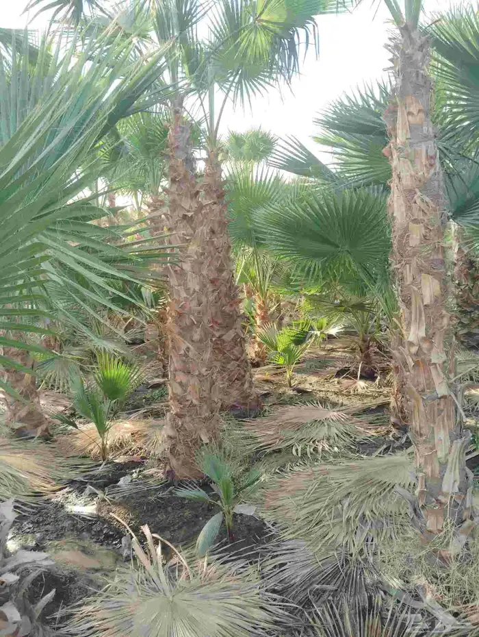 يوجد لدينا جميع انواع النخيل العربي 0