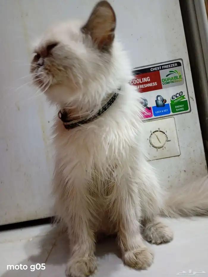 قط هملايا منتج انثى 1