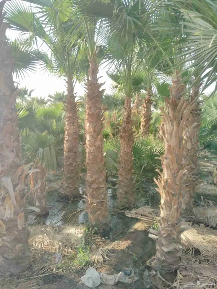 يوجد لدينا جميع انواع النخيل العربي 1