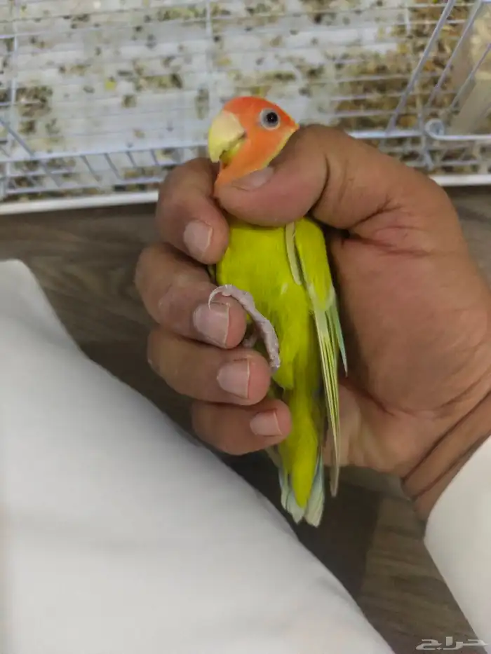 روز اليف 3