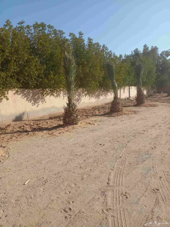 يتوجدلديناجميع انواع الفسيل بجميع انوعها ومقساتها 8