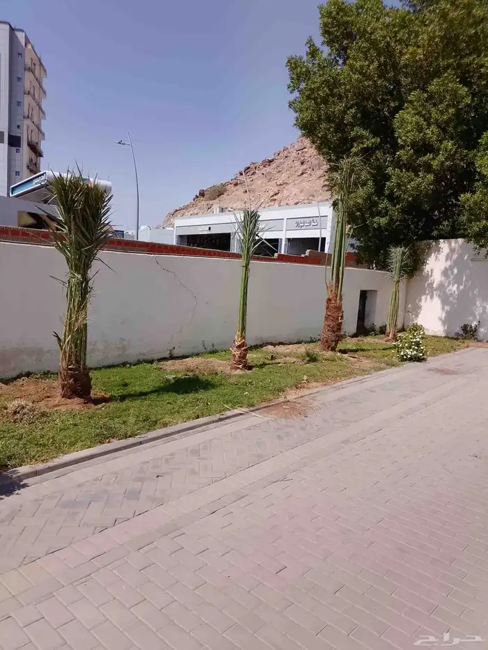 يوجد لدينا جميع انواع النخيل 3