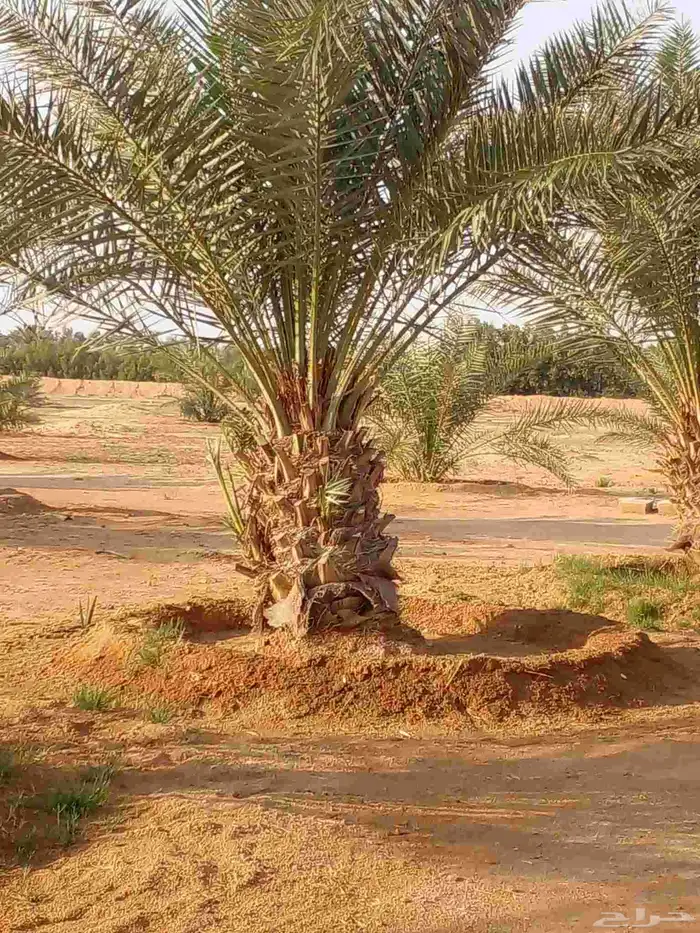 يتوجدلديناجميع انواع الفسيل بجميع انوعها ومقساتها 9