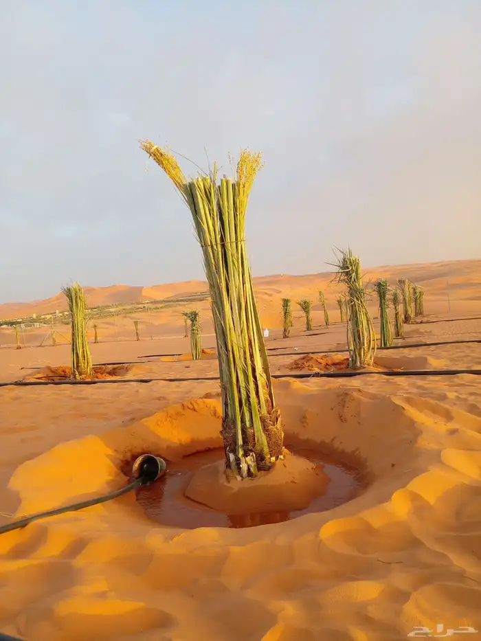 يتوجدلديناجميع انواع الفسيل بجميع انوعها ومقساتها 1