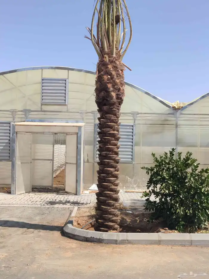 سلام عليكم يوجد لدينا جميع انواع الشجار الزيتون ونخيل 0