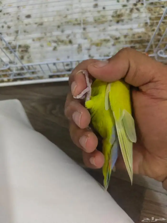 روز اليف 2