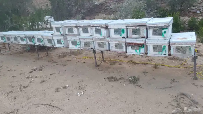 نحل بلدي عيدان فرنجي 2