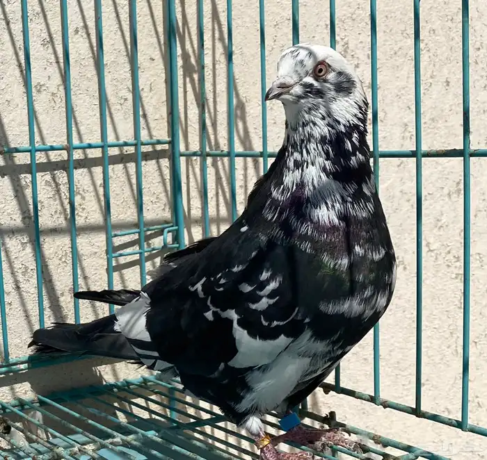 قطايف 10