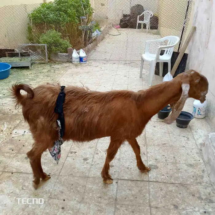 عنز شامي 0