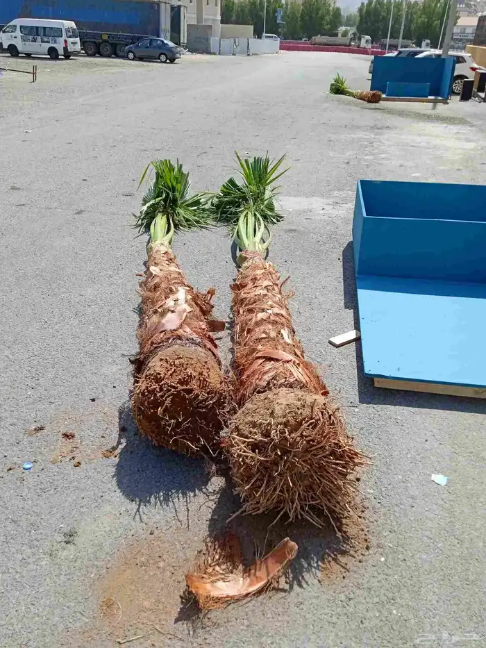 نخل للبيع وشنطني وعربي جده ومكه المكرمه وطايف 0