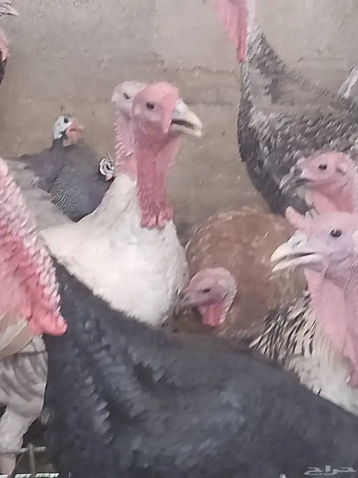 دجاج رومي زكور واناث 1