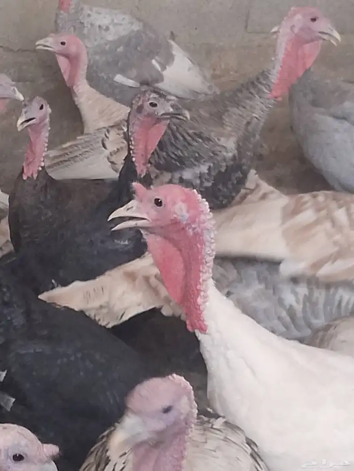 دجاج رومي زكور واناث 3