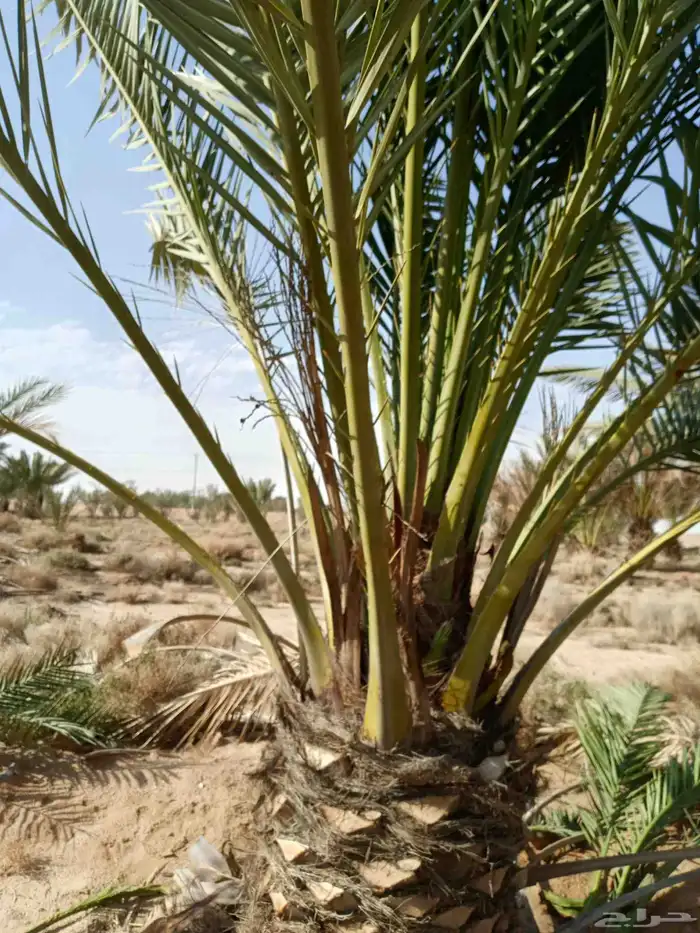 يتوجدلديناجميع انواع الفسيل بجميع انوعها ومقساتها 4