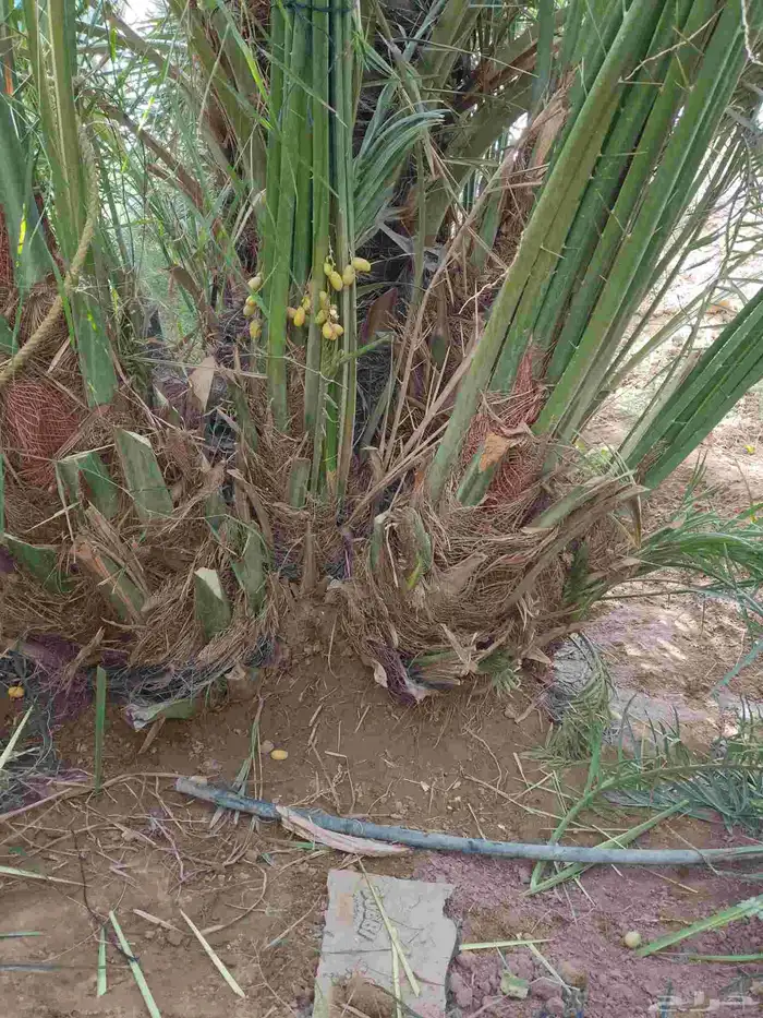 فسايل نخل مثمر ونقايل هلالي وصقي 1