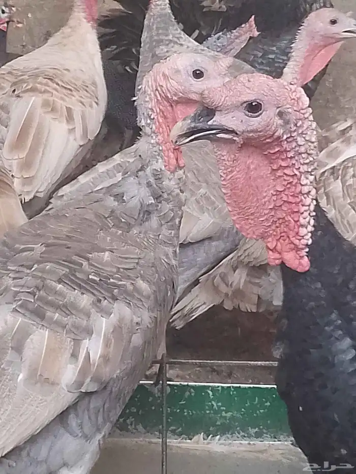 دجاج رومي زكور واناث 0