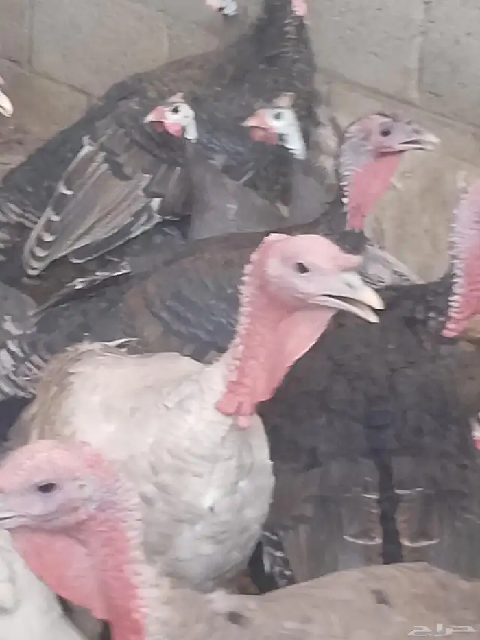 دجاج رومي زكور واناث 2