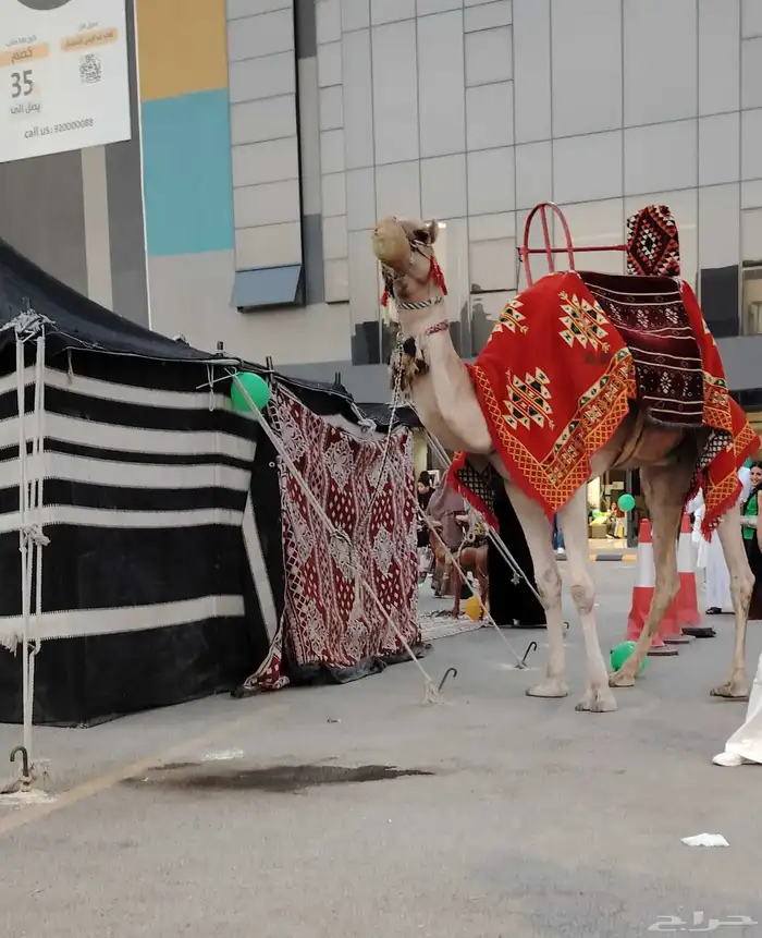 أجار جمال رحول ركبي وا خيول شعبيه عربيه بي اليوم والا اسبوع 6