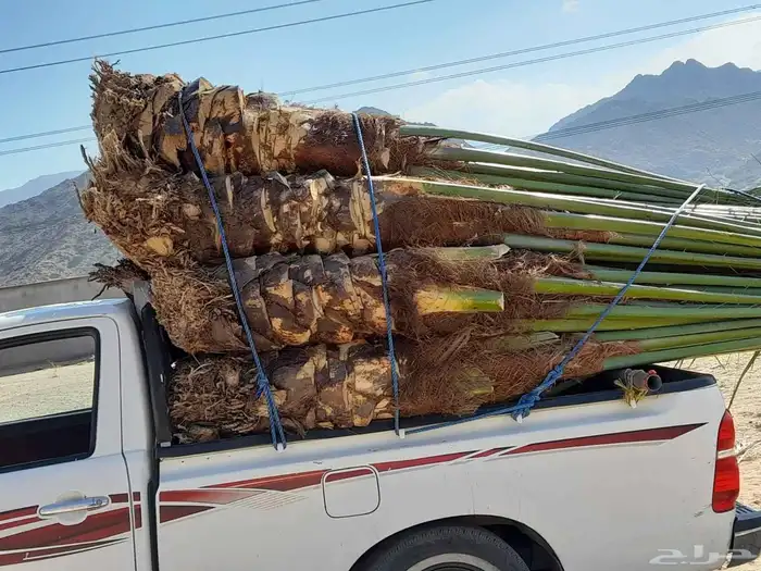 عندنا نخل طيب متواجد في مكه ولي العهد موصل لجميع انحاء الممل 4