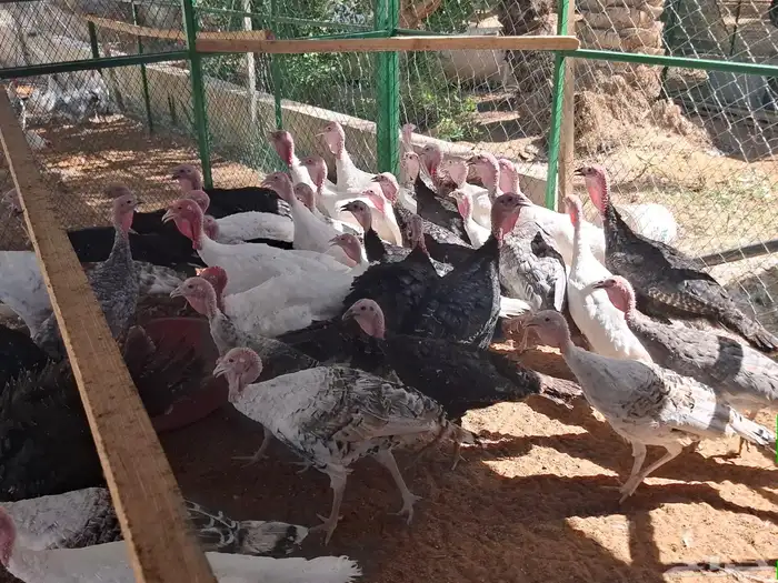 ديك رومي ذبح طازج عند الطلب 2