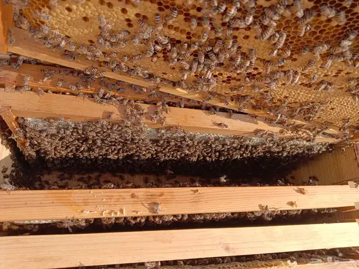 نحل افرنجي 1