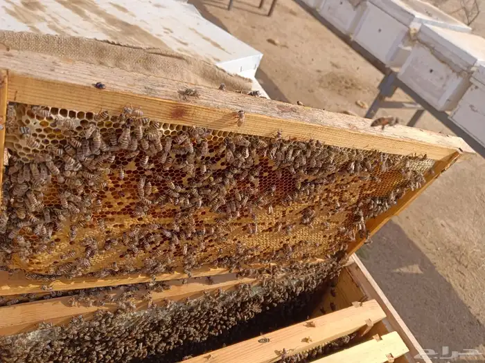 نحل افرنجي 2