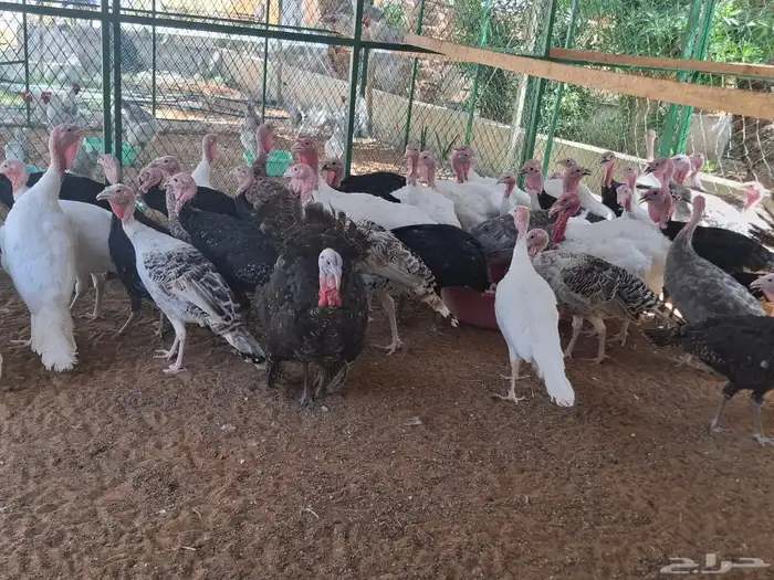 ديك رومي ذبح طازج عند الطلب 1